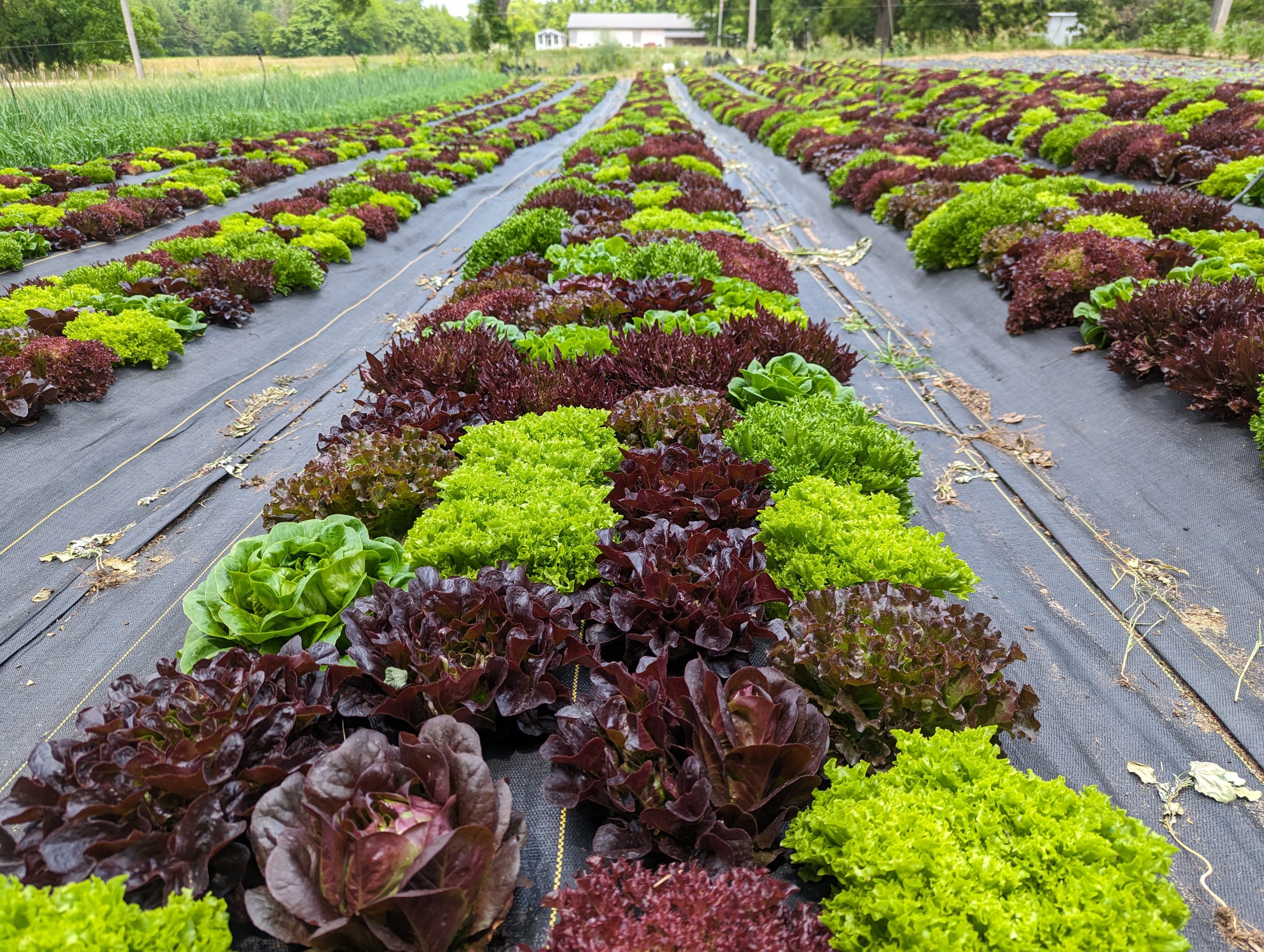 A bed of different colored Salanova lettuces.